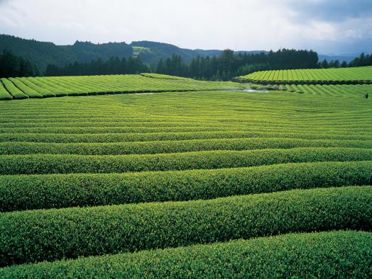 Sonogi Tea Plantation 4