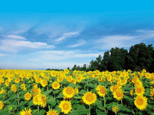 Minami-Shimabara Sunflower Field